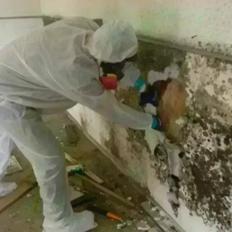 Mold Remediation and Removal in Madison, SD